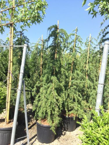 Pendulum Himalayan cedar 2.00 - 2.30 m Cedrus deodara Pendula"