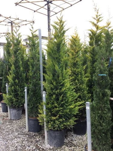 Cypress leylandii Gold Rider " 2.30 - 2.50 m Cupressocyparis leylandii "Gold Rider "