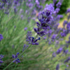 Lavanda Spicata" 0.30 - 0.40 m  Lavandula angustifolia "Spicata"