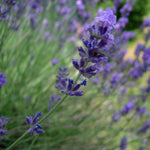 Lavanda Spicata" 0.30 - 0.40 m  Lavandula angustifolia "Spicata"