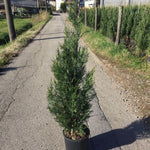 Chiparos leylandii 2001" 1.20 - 1.40 m  x Cupressocyparis leylandii "2001 - Pyramidalis"