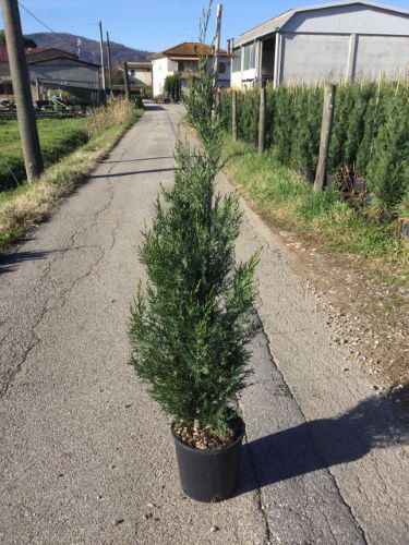 Cypress leylandii 2001" 1.20 - 1.40 mx Cupressocyparis leylandii "2001 - Pyramidalis"
