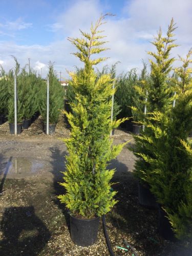 Chiparos leylandii Gold Rider " 1.50 - 1.75 m Cupressocyparis leylandii "Gold Rider "