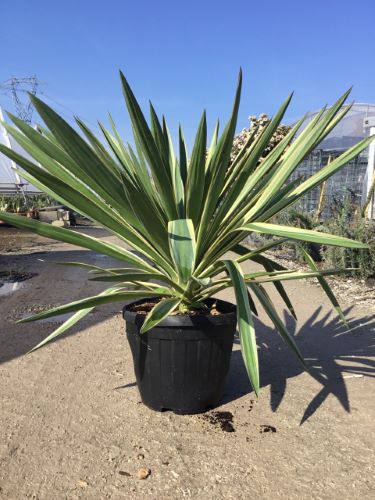 Yucca gloriosa Variegata" 0.80 - 1.00 m Yucca gloriosa "Variegata"