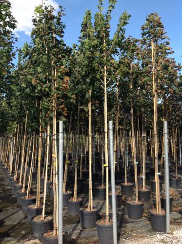 Atropurpureum " 3.00 - 3.50 m Acer pseudoplatanus "Atropurpureum"