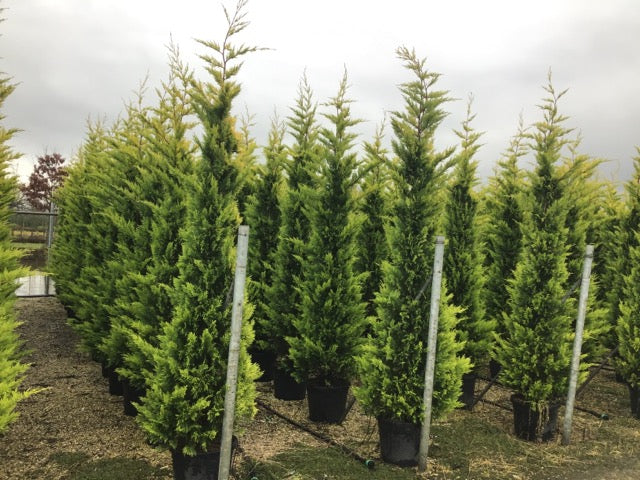 Cypress leylandii Gold Rider " 2.30 - 2.50 m Cupressocyparis leylandii "Gold Rider "