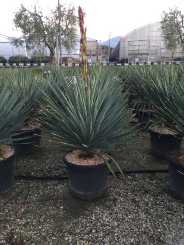 Yucca gloriosa 0.80 - 1.00 m Yucca gloriosa