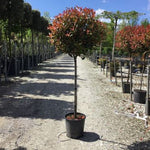 Photinia Carre Rouge" 1.50 - 1.70 m  Photinia x fraseri "Carre Rouge"