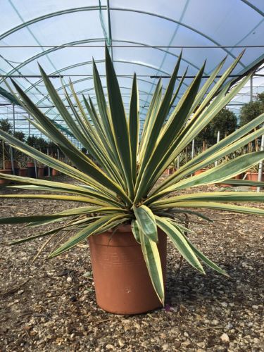 Yucca gloriosa Variegata" 0.80 - 1.00 m Yucca gloriosa "Variegata"