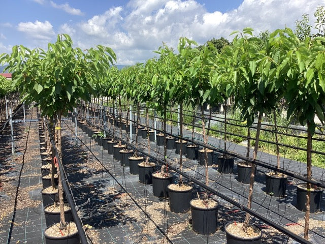 Bigarreau Burlat cherries" 1.80 - 2.30 m Prunus avium "Bigarreau Burlat"