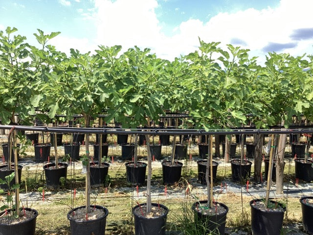 Fig "Brown Turkey" 1.50 - 2.00 m Ficus carica "Brown Turkey"