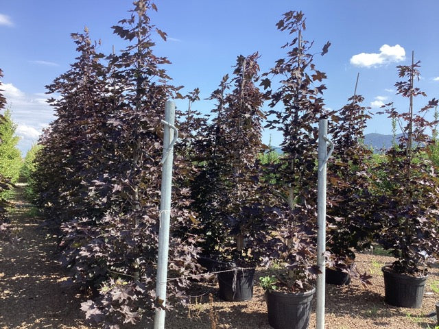 Red maple Crimson King" bush 2.00 - 2.20 m Acer platanoides "Crimson King"