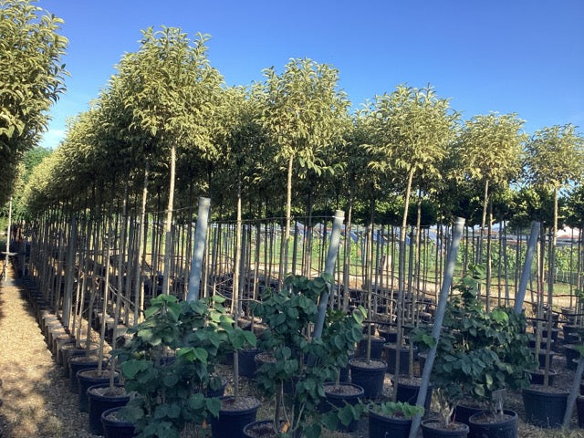 Dogwood Excelsum Superbum" tree 2.50 - 3.00 m Ligustrum japonicum "Excelsum Superbum"