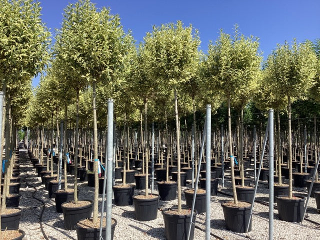 Dogwood Excelsum Superbum" tree 2.50 - 3.00 m Ligustrum japonicum "Excelsum Superbum"
