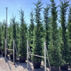 Chiparos leylandii 3.00 m  x Cupressocyparis leylandii