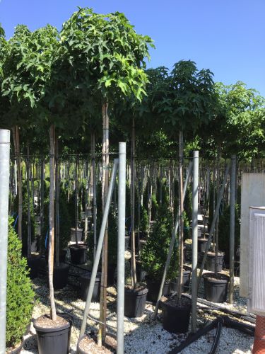 Arborele de guma Gum Ball" 2.00 - 2.50 m Liquidambar styraciflua "Gum Ball"