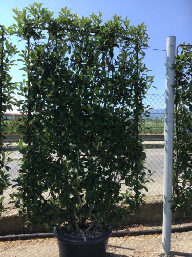 Photinia Carre Rouge" landing 1.50 - 1.70 m Photinia x fraseri "Carre Rouge"