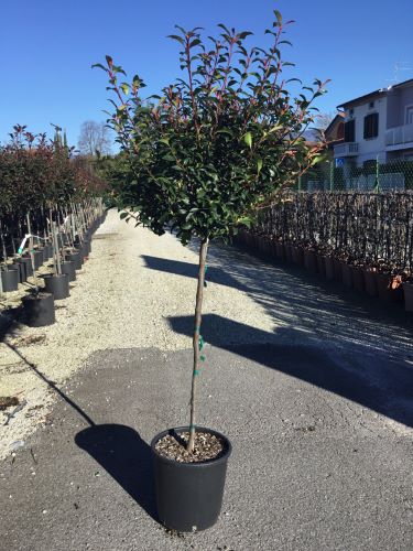 Photinia Carre Rouge" 1.50 - 1.70 m Photinia x Fraseri "Carre Rouge"