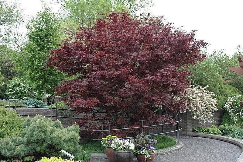 Artar japonez Fireglow 1.30 - 1.50 m Acer palm "Fireglow"