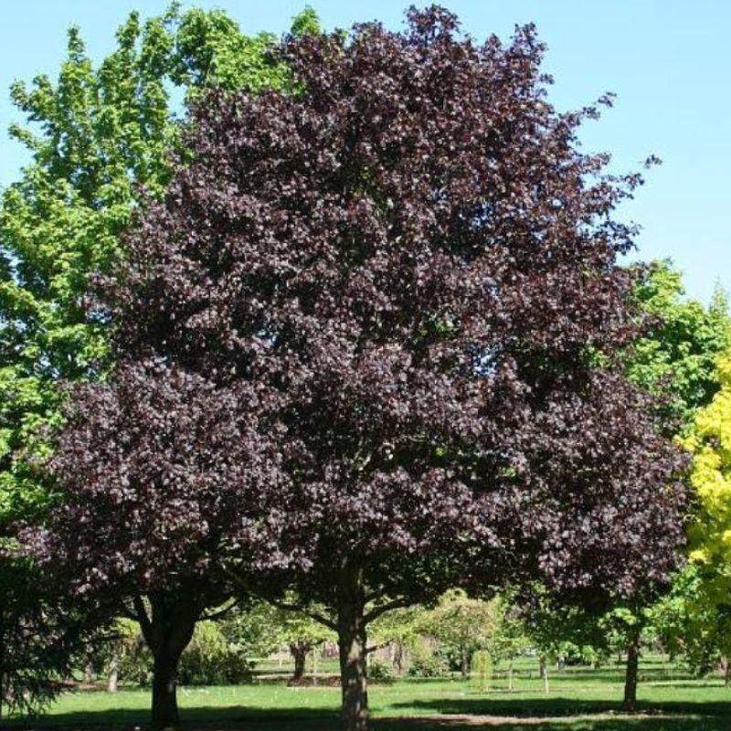 "Royal Red" 2.00 - 2.50 m Acer platanoides "Royal Red"