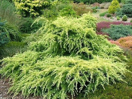 Cedar "Golden Horizon" 0.80 - 1.20 m Cedrus deodara "Golden Horizon"