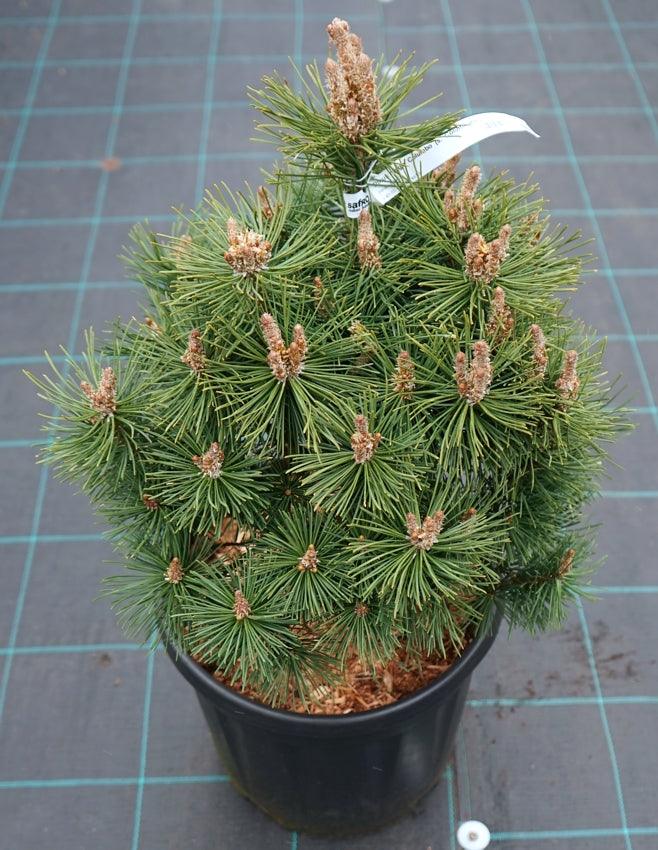 Pin pitic Columbo" 0.50 m - 0.80 m Pinus mugo "Columbo"