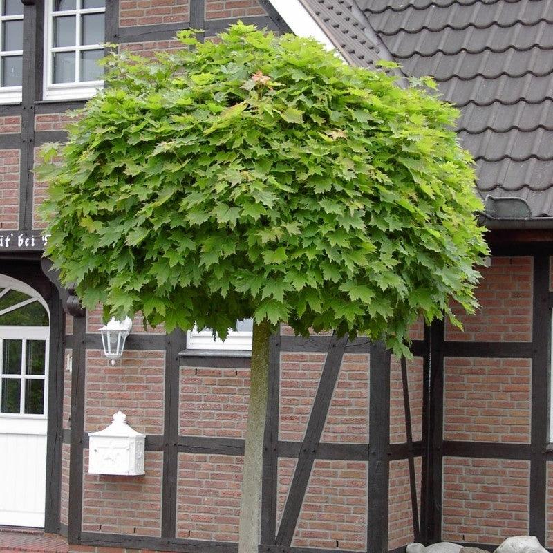 Globular Maple 2.50 - 3.00 m Acer Platanoides Globusum"