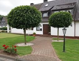 Globular Maple 2.50 - 3.00 m Acer Platanoides Globusum"