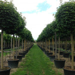 Artar Globular 2.50 - 3.00 m  Acer Platanoides Globusum"