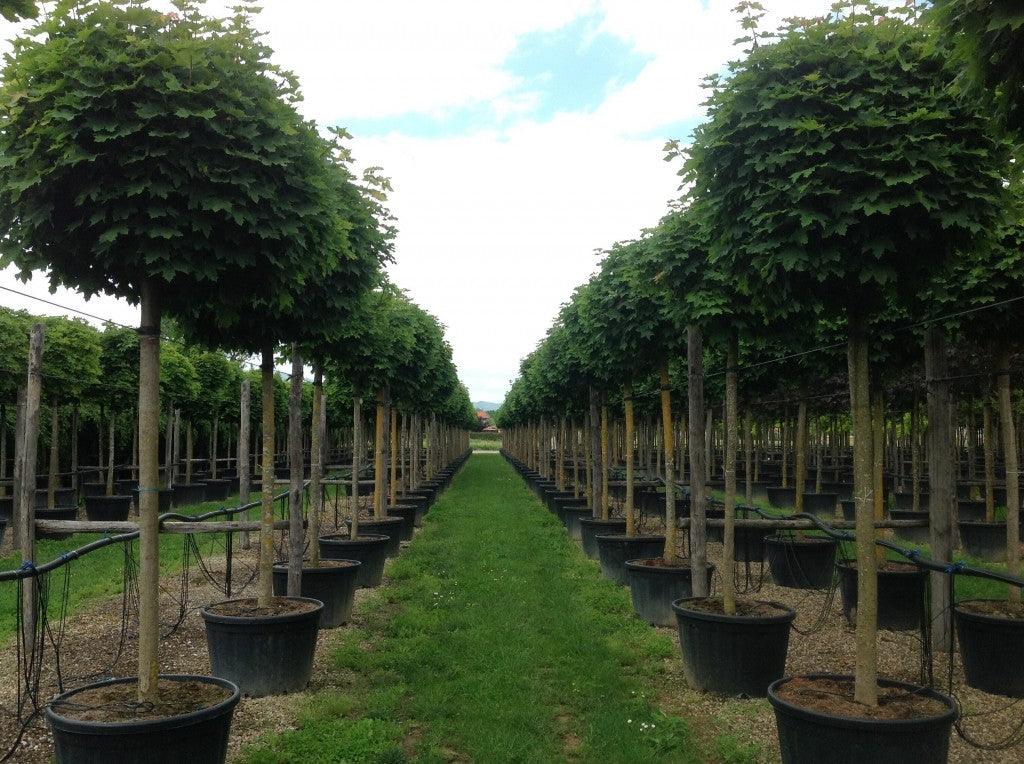 Globular Maple 2.50 - 3.00 m Acer Platanoides Globusum"