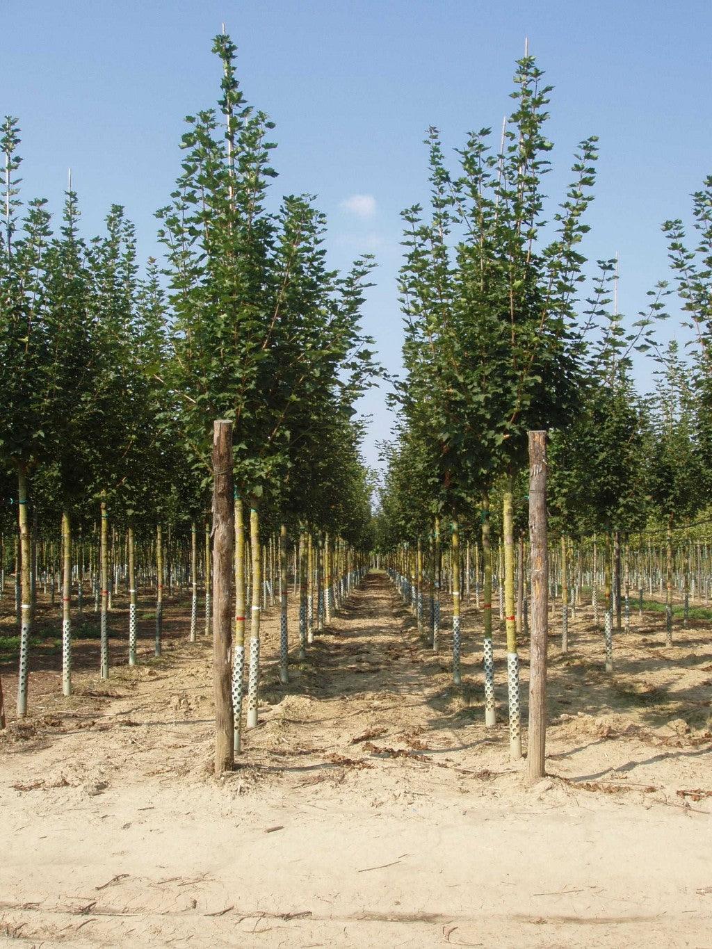Maple 3.50 - 4.00 m Acer platanoides