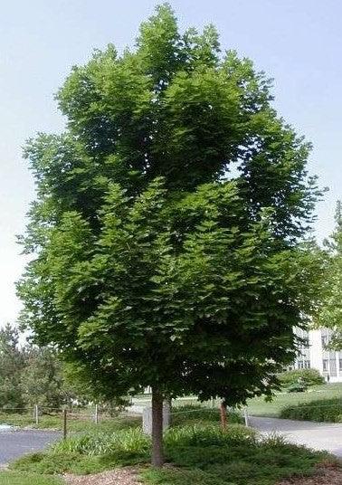 Maple 3.50 - 4.00 m Acer platanoides