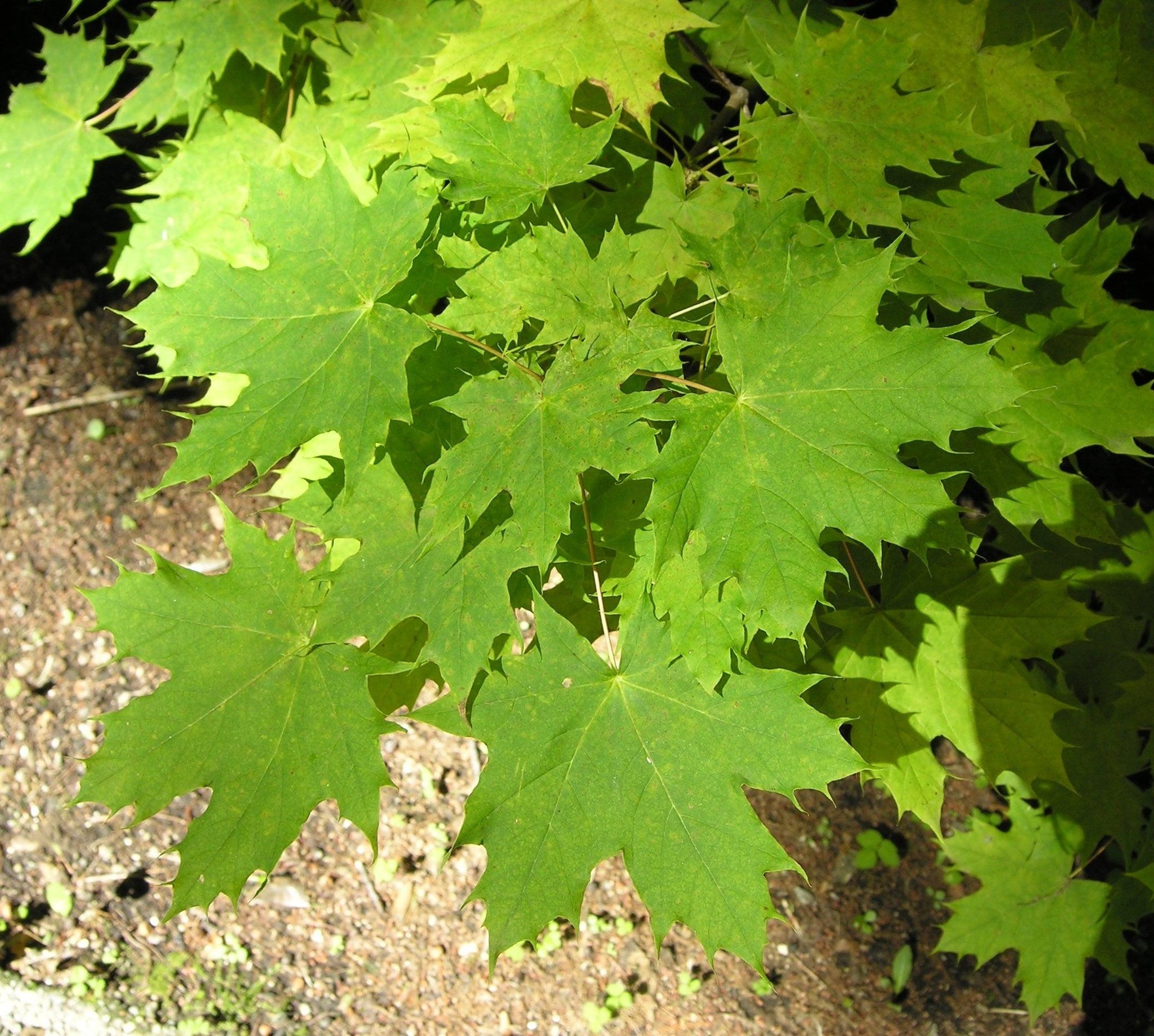 Maple 3.50 - 4.00 m Acer platanoides
