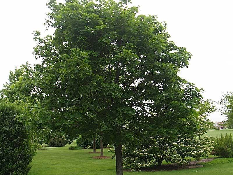 Bruchem mountain maple" 3.00 - 4.00 m Acer pseudoplatanus "Bruchem"