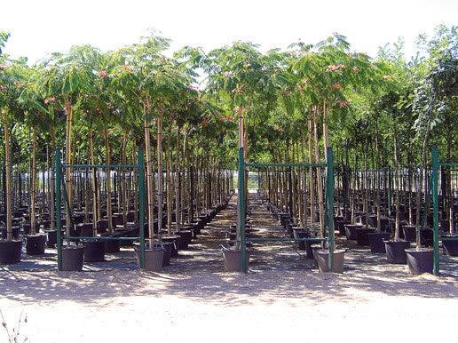 "Ombrella silk tree" 3.00 - 3.50 m Albizia julibrissin "Ombrella"