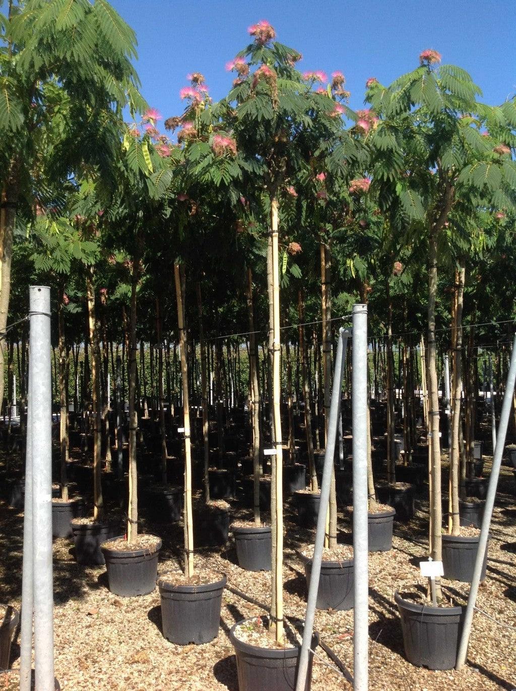 "Ombrella silk tree" 3.00 - 3.50 m Albizia julibrissin "Ombrella"