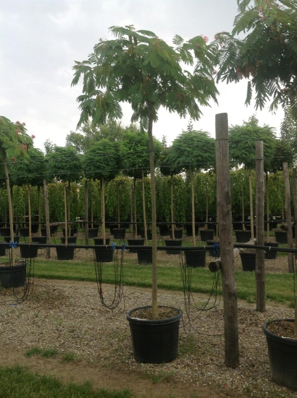 "Ombrella silk tree" 3.00 - 3.50 m Albizia julibrissin "Ombrella"