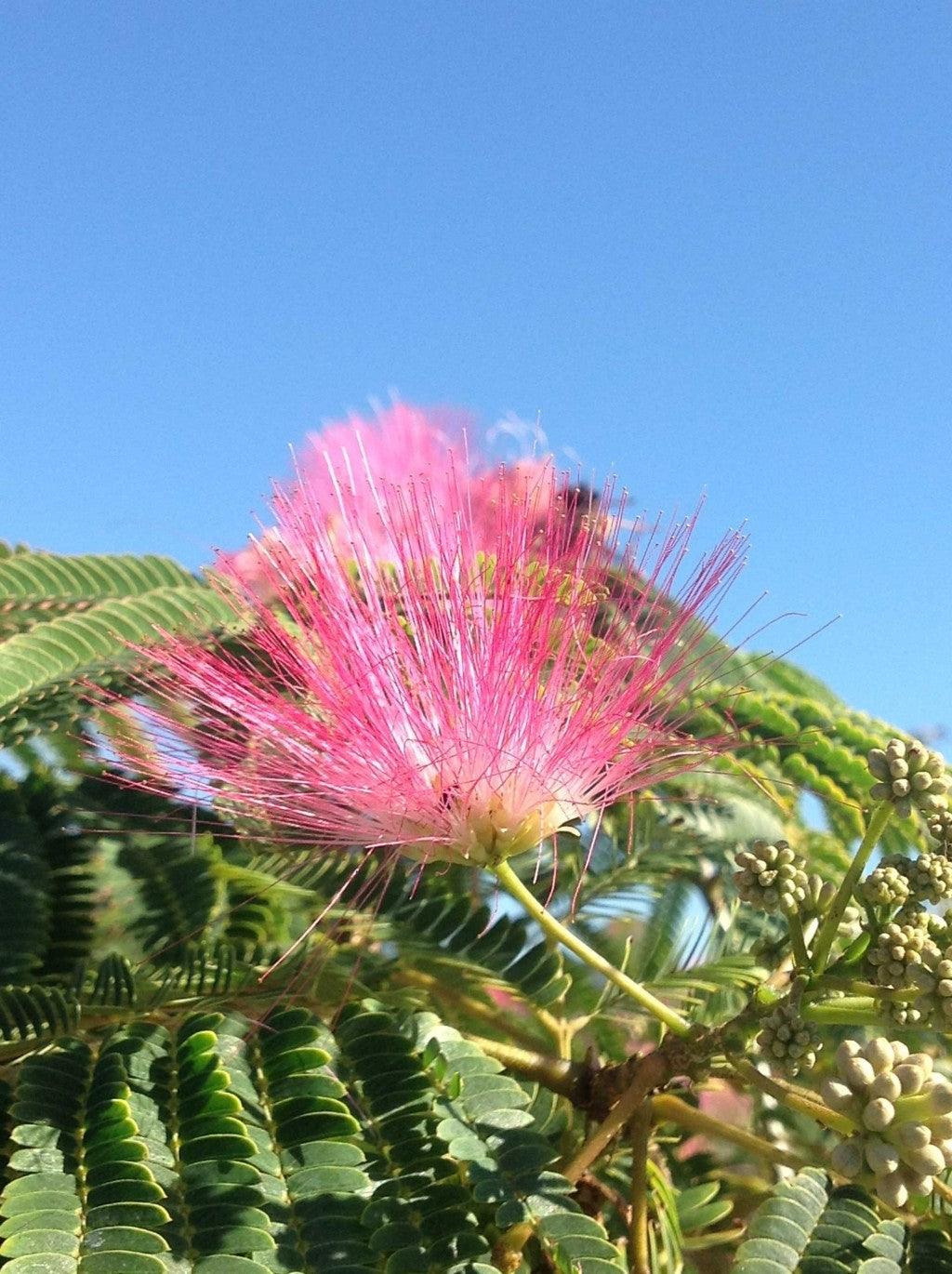 "Ombrella silk tree" 3.00 - 3.50 m Albizia julibrissin "Ombrella"