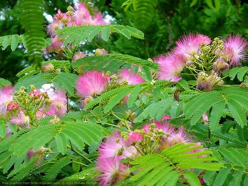 "Ombrella silk tree" 3.00 - 3.50 m Albizia julibrissin "Ombrella"