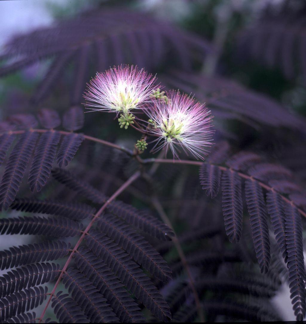 Red silk tree 3.00 m - 3.50 m Albizia julibrissin Summer Chocolate