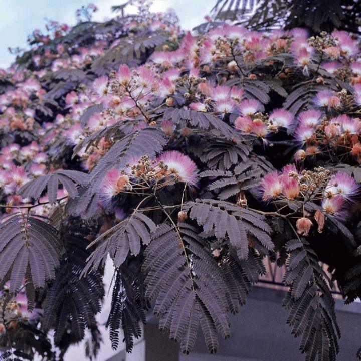 Red silk tree 3.00 m - 3.50 m Albizia julibrissin Summer Chocolate