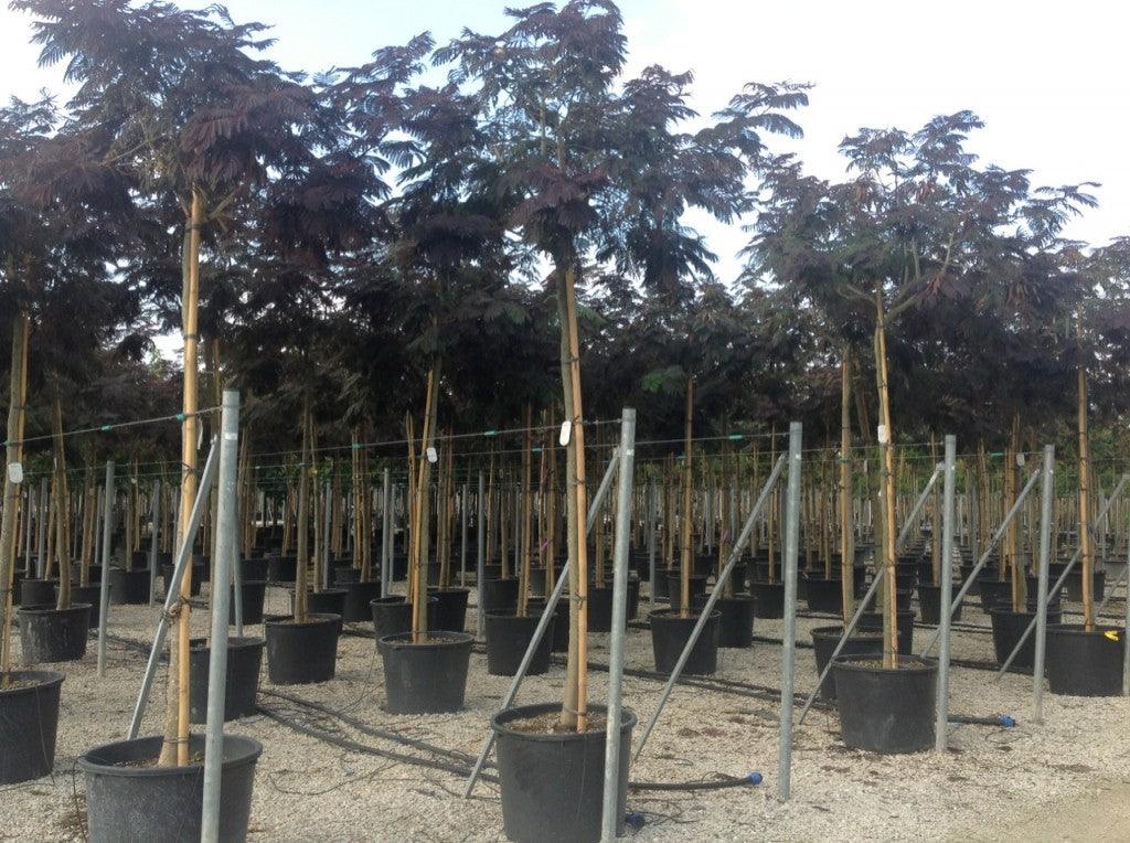 Red silk tree 3.00 m - 3.50 m Albizia julibrissin Summer Chocolate