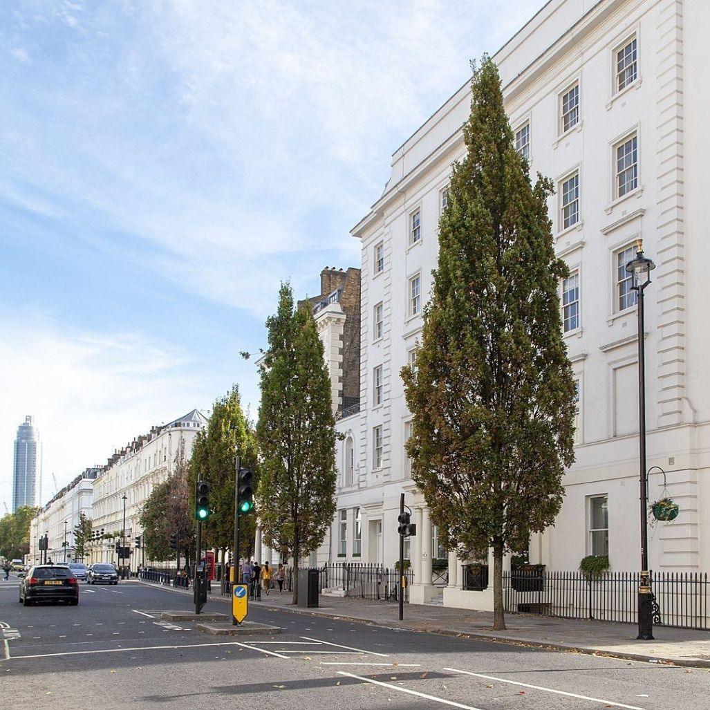 Columnar oak Koster" 3.00 - 3.50 m Quercus robur "Fastigiata Koster"