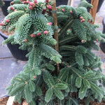 Brad Algerian  1.00 - 1.30 m  Abies numidica