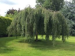 Flowing birch 'Youngii' 2.00 - 3.00 m Betula pendula 'Youngii'