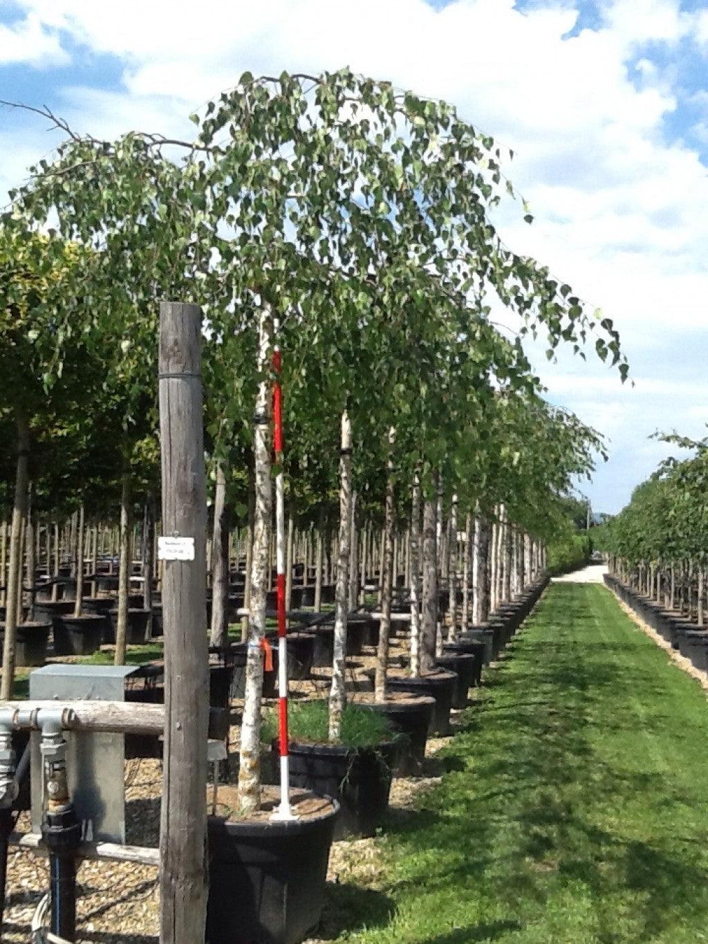 Flowing birch 'Youngii' 2.00 - 3.00 m Betula pendula 'Youngii'