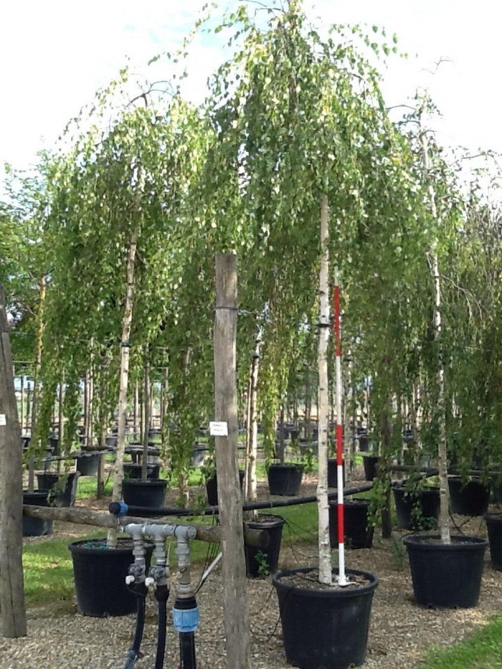 Flowing birch 'Youngii' 2.00 - 3.00 m Betula pendula 'Youngii'