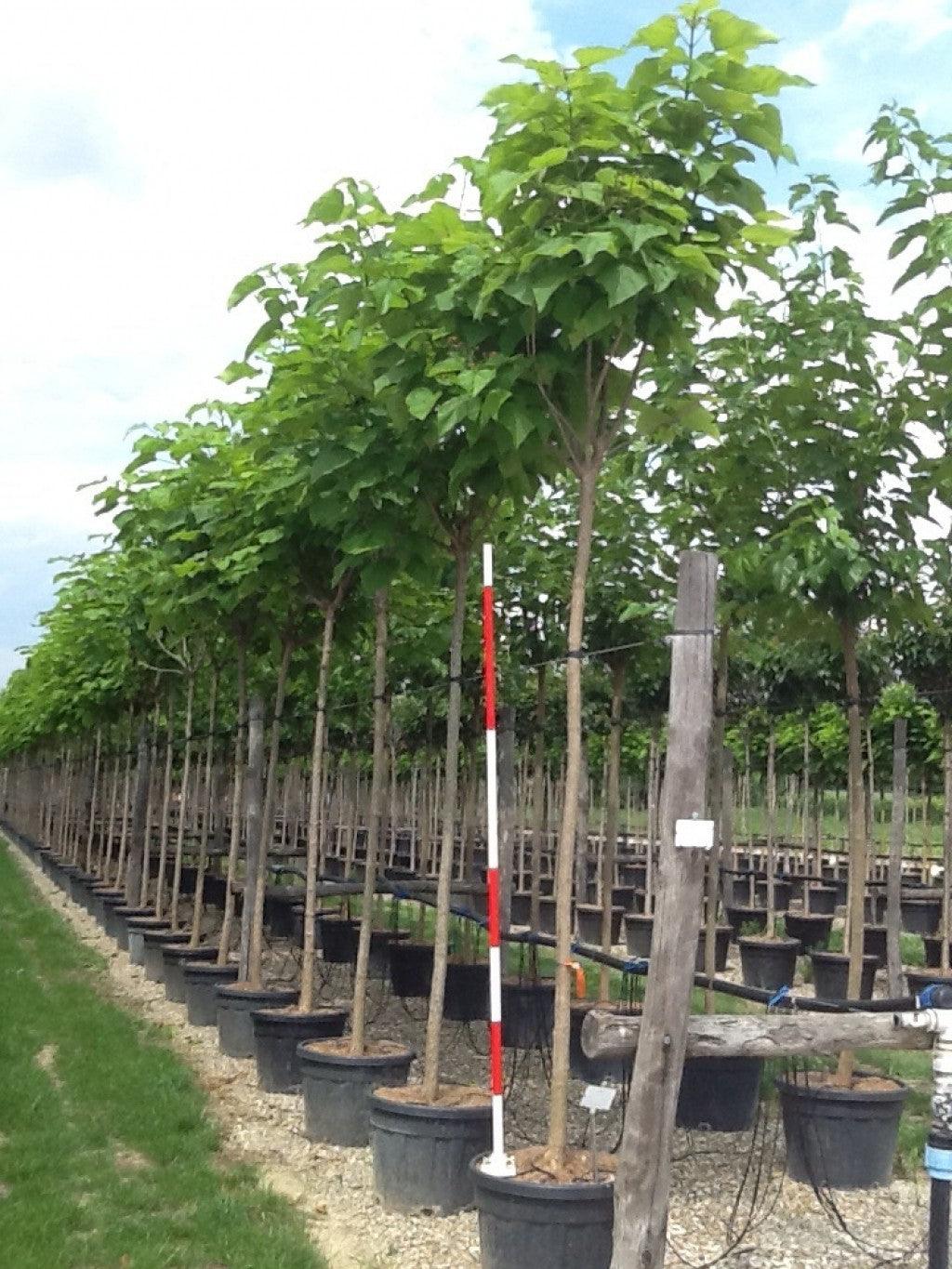 Catalpa 3.00 - 3.50 m Catalpa bignonioides