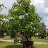 Catalpa 3.00 - 3.50 m Catalpa bignonioides