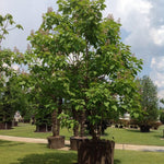 Catalpa 3.00 - 3.50 m Catalpa bignonioides